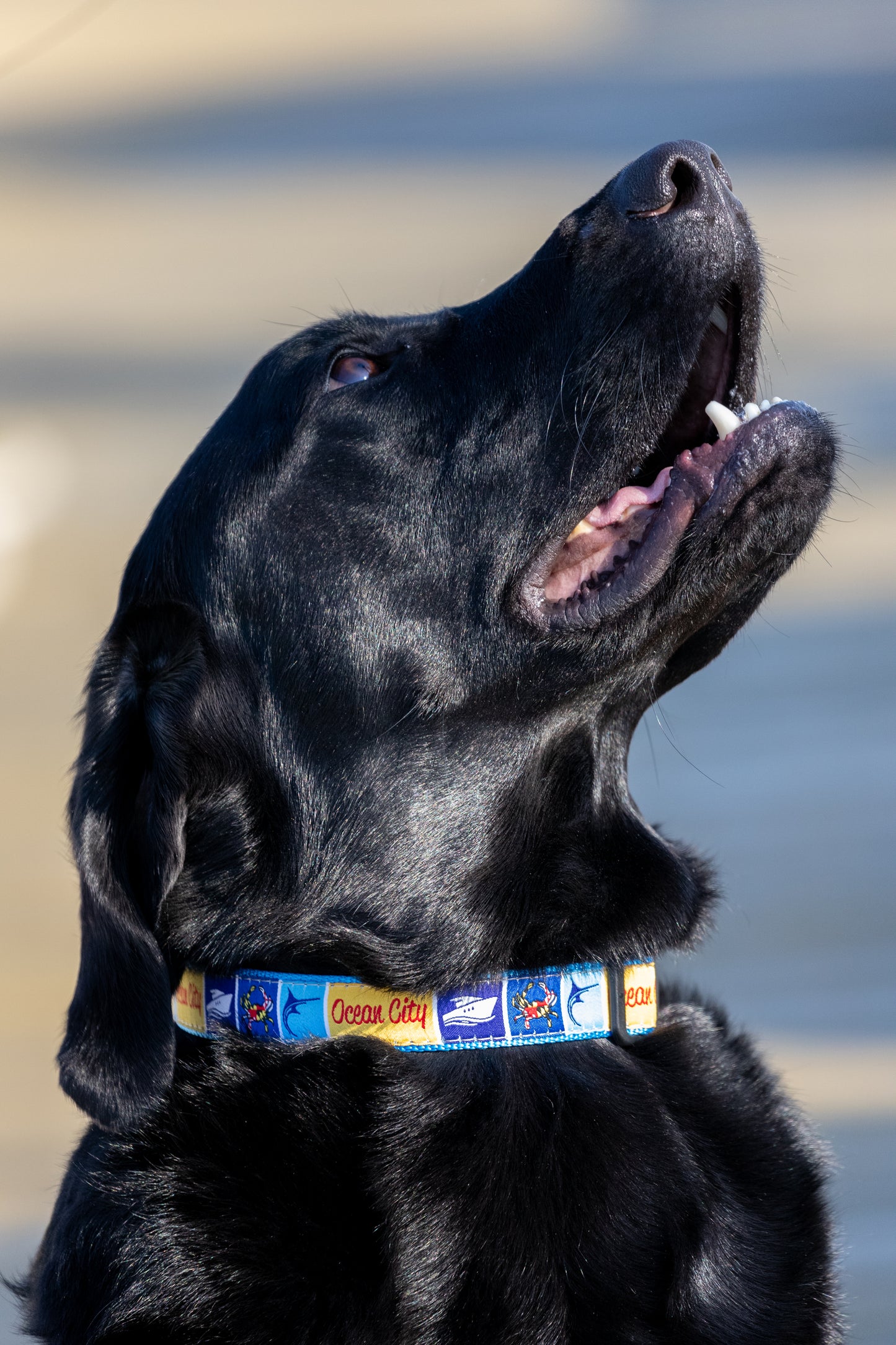 Ocean City, MD Dog Collar