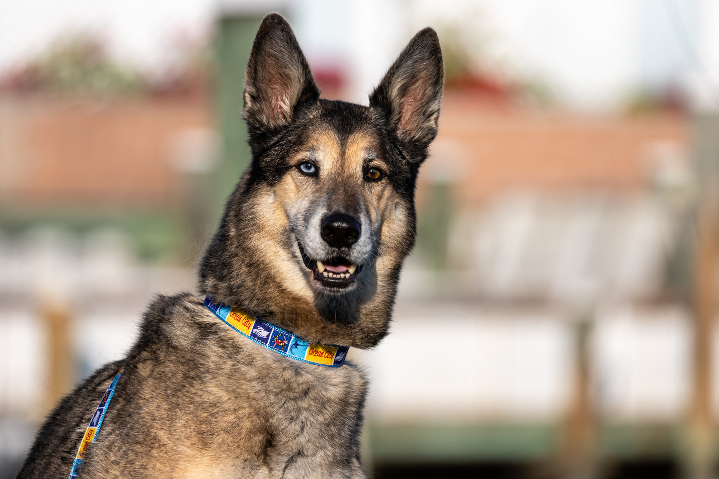 Ocean City, MD Dog Collar