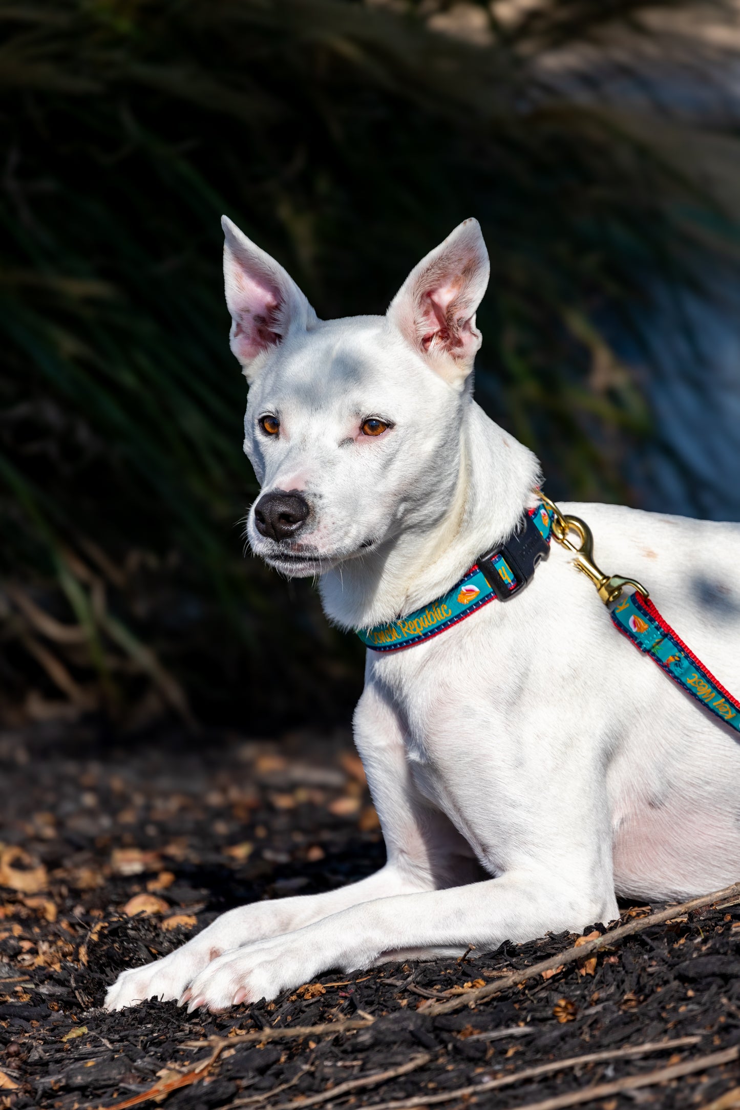 Key West/ Conch Republic Dog Leash