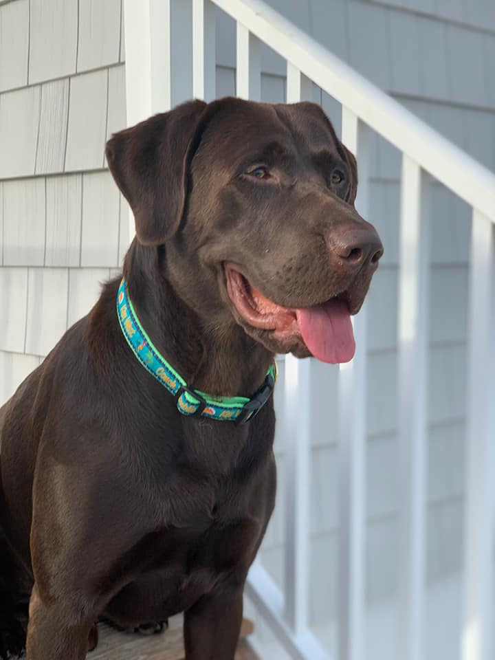 Key West/ Conch Republic Dog Leash